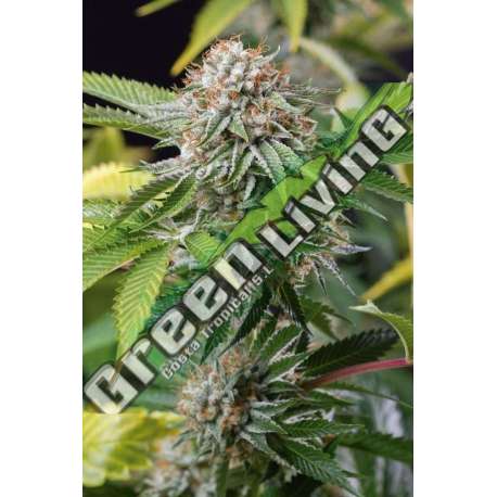 5 UND FEM - MANGO SAPPHIRE * HUMBOLDT 5 UND FEMINIZADAS