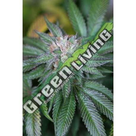 5 UND FEM - MASTER KUSH * HUMBOLDT 5 UND FEMINIZADAS