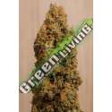 5 UND FEM - GREEN CRACK CBD * HUMBOLDT SEEDS 5 UND FEMINIZADAS
