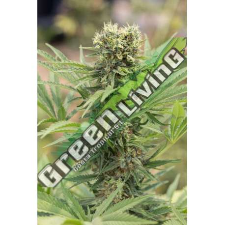 10 UND FEM - DEDOVERDE HAZE * HUMBOLDT SEEDS 10 UND FEM FEMINIZADAS