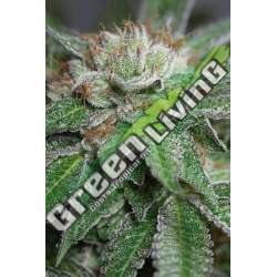 10 UND FEM - BUBBA KUSH * HUMBOLDT SEEDS 10 UND FEM FEMINIZADAS