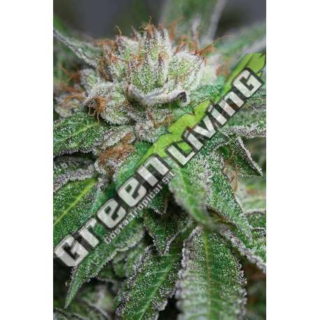 10 UND FEM - BUBBA KUSH * HUMBOLDT SEEDS 10 UND FEM FEMINIZADAS