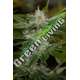 10 UND FEM - CHEMDAWG * HUMBOLDT SEEDS 10 UND FEM FEMINIZADAS