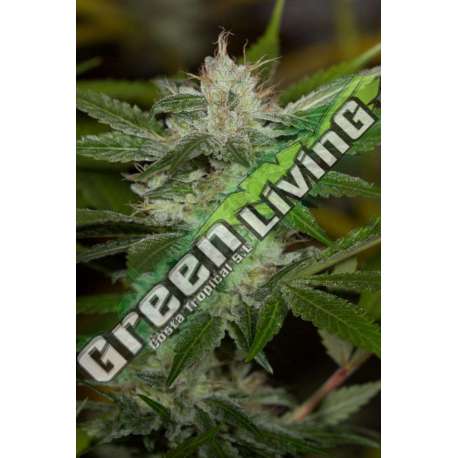 10 UND FEM - CHEMDAWG * HUMBOLDT SEEDS 10 UND FEM FEMINIZADAS