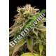 10 UND FEM - LEMON THAI KUSH * HUMBOLDT SEEDS 10 UND FEM FEMINIZADAS