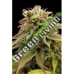 10 UND FEM - LEMON THAI KUSH * HUMBOLDT SEEDS 10 UND FEM FEMINIZADAS