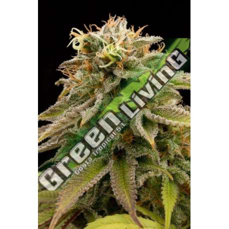 10 UND FEM - LEMON THAI KUSH * HUMBOLDT SEEDS 10 UND FEM FEMINIZADAS