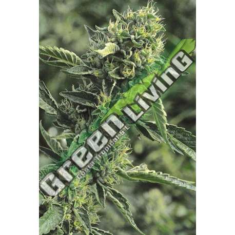 10 UND FEM - OG KUSH * HUMBOLDT SEEDS 10 UND FEM FEMINIZADAS
