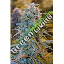10 UND FEM - BLUE DREAM * HUMBOLDT SEEDS 10 UND FEM FEMINIZADAS