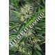 10 UND FEM - DR. GREENTHUMB'S EM-DOG BY B-REAL * HUMBOLDT SEEDS FEMINIZADA10 SEEDS