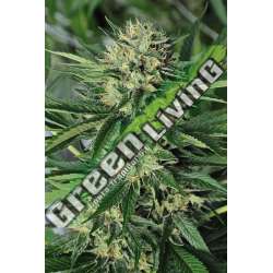 10 UND FEM - DR. GREENTHUMB'S EM-DOG BY B-REAL * HUMBOLDT SEEDS FEMINIZADA10 SEEDS