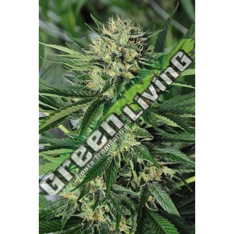 10 UND FEM - DR. GREENTHUMB'S EM-DOG BY B-REAL * HUMBOLDT SEEDS FEMINIZADA10 SEEDS