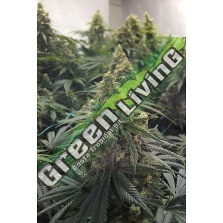 10 UND FEM - DESERT DIESEL * HUMBOLDT SEEDS 10 UND FEM FEMINIZADAS