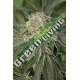 10 UND FEM - AMHERST SOUR DIESEL* HUMBOLDT SEED 10 UND FEMINIZADAS