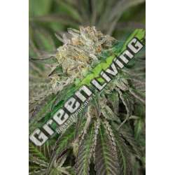 10 UND FEM - AMHERST SOUR DIESEL* HUMBOLDT SEED 10 UND FEMINIZADAS