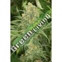 10 UND FEM - GREEN CRACK * HUMBOLDT SEEDS 10 UND FEM FEMINIZADAS