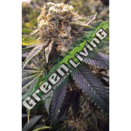 10 UND FEM - LOST COAST HASHPLANT * HUMBOLDT SEEDS 10 UND FEM FEMINIZADAS