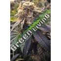 10 UND FEM - LOST COAST HASHPLANT * HUMBOLDT SEEDS 10 UND FEM FEMINIZADAS