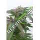 10 UND FEM - BUBBA KUSH 2.0* HUMBOLDT SEEDS 10 UND FEM FEMINIZADAS