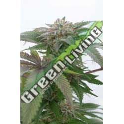 10 UND FEM - BUBBA KUSH 2.0* HUMBOLDT SEEDS 10 UND FEM FEMINIZADAS