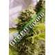 10 UND FEM - BUBBA CHEESE AUTO * HUMBOLDT SEEDS 10 UND FEM