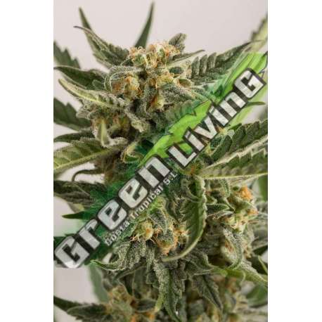 10 UND FEM - LOST COAST SKUNK AUTO * HUMBOLDT SEEDS 10 UND FEM FEM