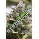 10 UND FEM - OG KUSH AUTO * HUMBOLDT SEEDS 10 UND FEM FEM