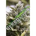 10 UND FEM - OG KUSH AUTO * HUMBOLDT SEEDS 10 UND FEM FEM