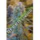 10 UND FEM - BLUE DREAM AUTO * HUMBOLDT SEEDS 10 UND FEM