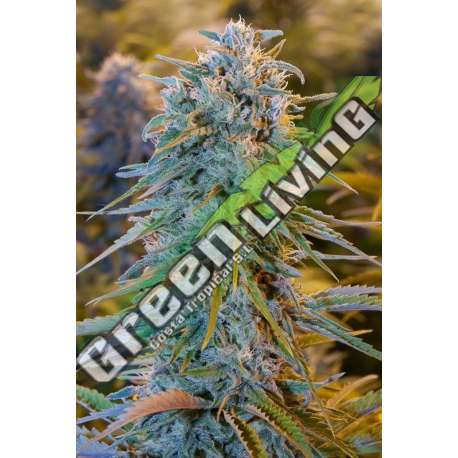 10 UND FEM - BLUE DREAM AUTO * HUMBOLDT SEEDS 10 UND FEM