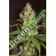 10 UND FEM - RASPBERRY DIESEL * HUMBOLDT SEEDS 10 UND FEM FEMINIZADAS