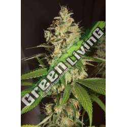 10 UND FEM - RASPBERRY DIESEL * HUMBOLDT SEEDS 10 UND FEM FEMINIZADAS