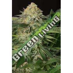 10 UND FEM - LEMON GARLIC OG * HUMBOLDT SEEDS 10 UND FEM FEMINIZADAS