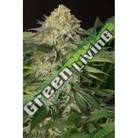 10 UND FEM - LEMON GARLIC OG * HUMBOLDT SEEDS 10 UND FEM FEMINIZADAS