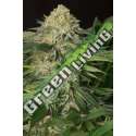 10 UND FEM - LEMON GARLIC OG * HUMBOLDT SEEDS 10 UND FEM FEMINIZADAS