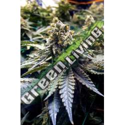 10 UND FEM - CHOCOLATE MINT OG * HUMBOLDT SEEDS 10 UND FEMINIZADAS