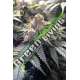 10 UND FEM - BUBBA'S GIFT * HUMBOLDT SEEDS 10 UND FEMINIZADAS