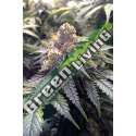 10 UND FEM - BUBBA'S GIFT * HUMBOLDT SEEDS 10 UND FEMINIZADAS