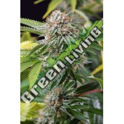 10 UND FEM - MANGO SAPPHIRE * HUMBOLDT 10 UND FEMINIZADAS