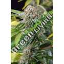 10 UND FEM - MANGO SAPPHIRE * HUMBOLDT 10 UND FEMINIZADAS