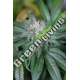 10 UND FEM - MASTER KUSH * HUMBOLDT 10 UND FEMINIZADAS