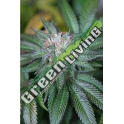 10 UND FEM - MASTER KUSH * HUMBOLDT 10 UND FEMINIZADAS