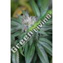10 UND FEM - MASTER KUSH * HUMBOLDT 10 UND FEMINIZADAS