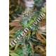 10 UND FEM - LEMON KUSH HEADBAND * HUMBOLDT 10 UND FEMINIZADAS