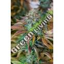 10 UND FEM - LEMON KUSH HEADBAND * HUMBOLDT 10 UND FEMINIZADAS