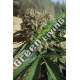 10 UND FEM - SAPPHIRE OG 100% * HUMBOLDT 10 UND FEMINIZADAS