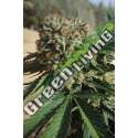 10 UND FEM - SAPPHIRE OG 100% * HUMBOLDT 10 UND FEMINIZADAS