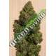 10 UND FEM - BLUE DREAM CBD * HUMBOLDT SEEDS 10 UND FEMINIZADAS