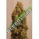 10 UND FEM - GREEN CRACK CBD * HUMBOLDT SEEDS 10 UND FEMINIZADAS