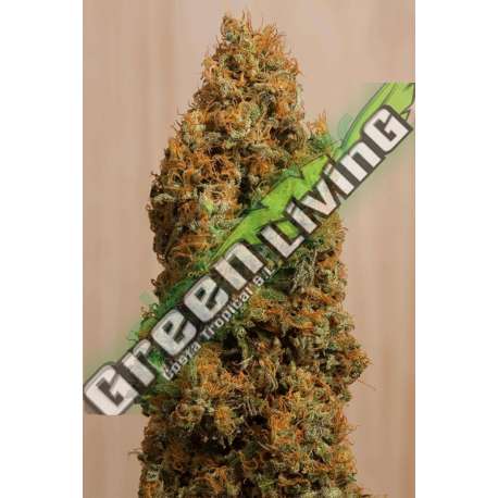 10 UND FEM - GREEN CRACK CBD * HUMBOLDT SEEDS 10 UND FEMINIZADAS